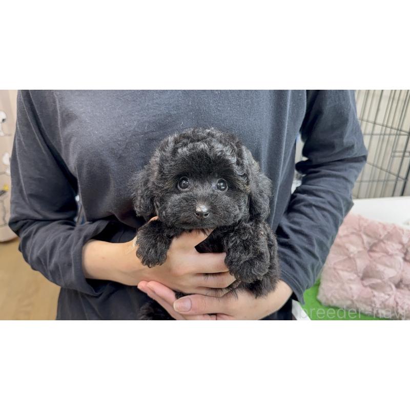 販売中の東京都のタイニープードル-447500の5枚目