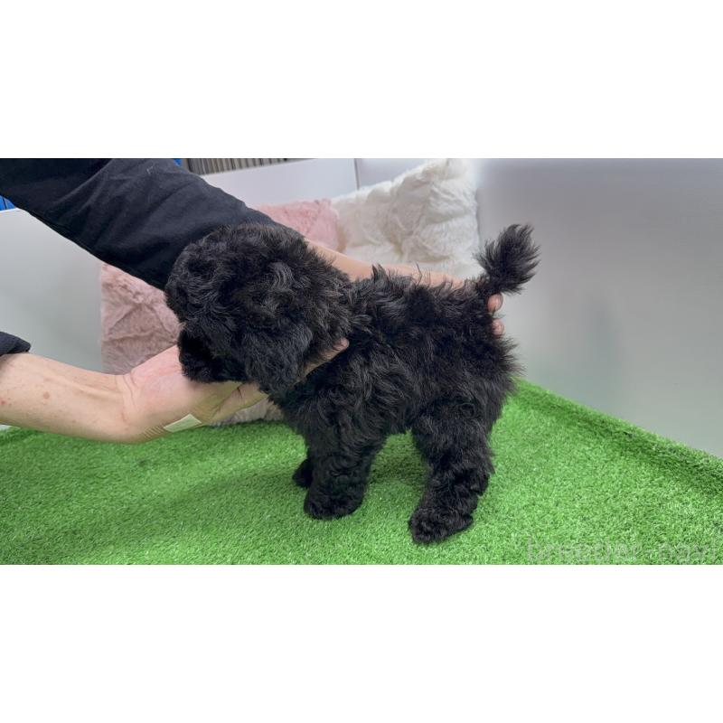 販売中の東京都のタイニープードル-447500の3枚目