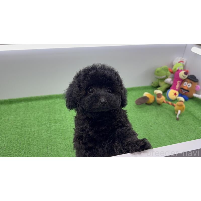 販売中の東京都のタイニープードル-447500の2枚目