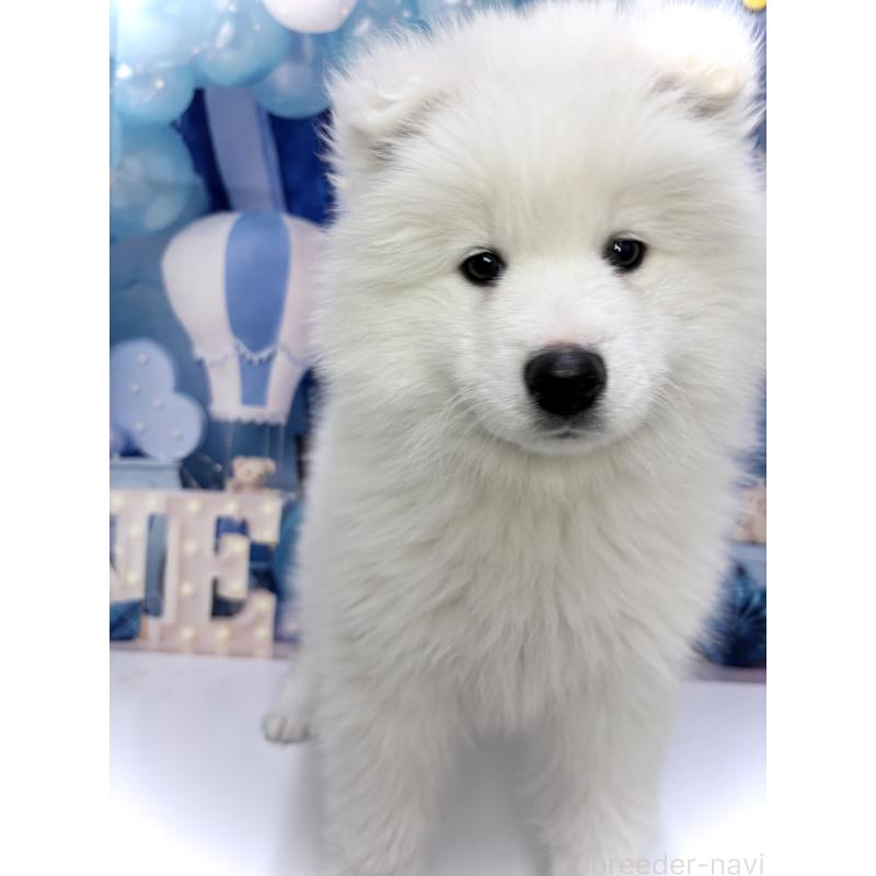 販売中の千葉県のサモエド-438695の5枚目