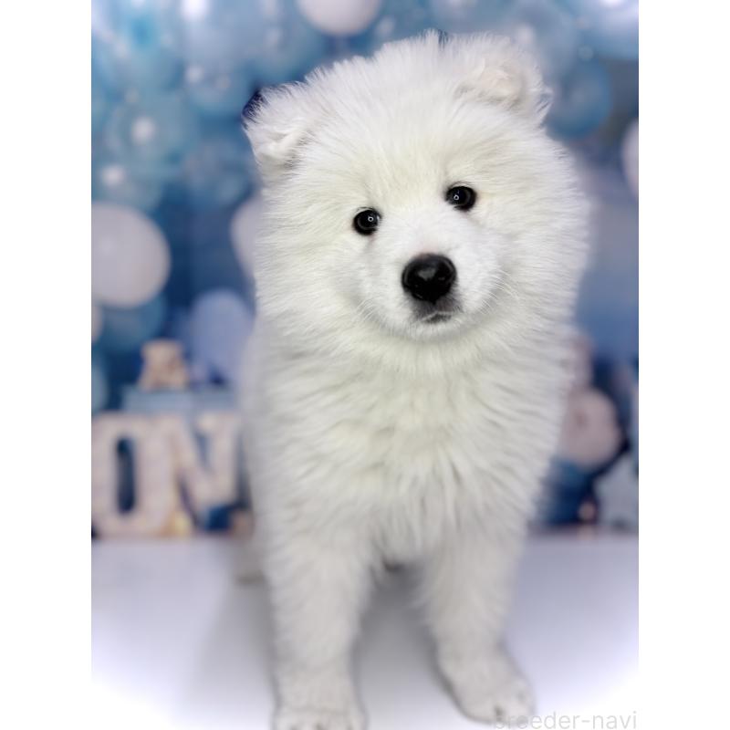 販売中の千葉県のサモエド-438695の4枚目