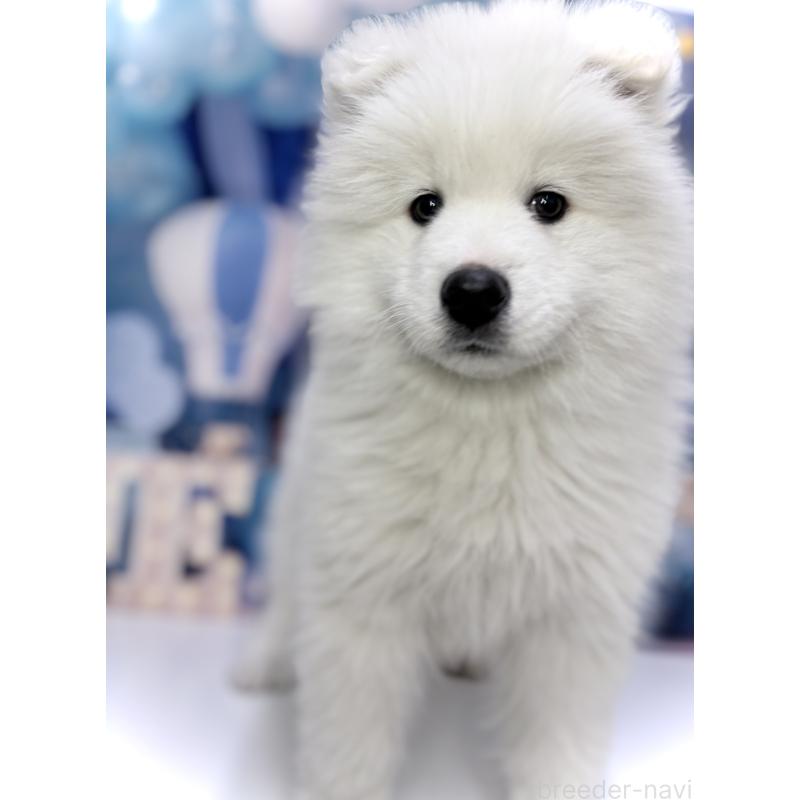 販売中の千葉県のサモエド-438695の3枚目