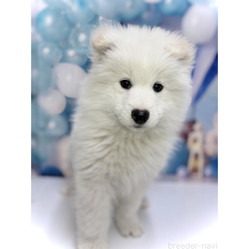 販売中の千葉県のサモエド-438695の2枚目