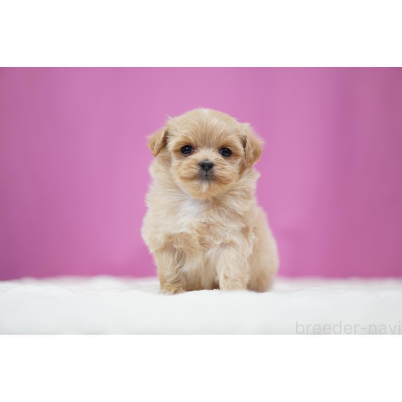 販売中の埼玉県のマルプー:マルチーズ×トイプードル-447502の6枚目