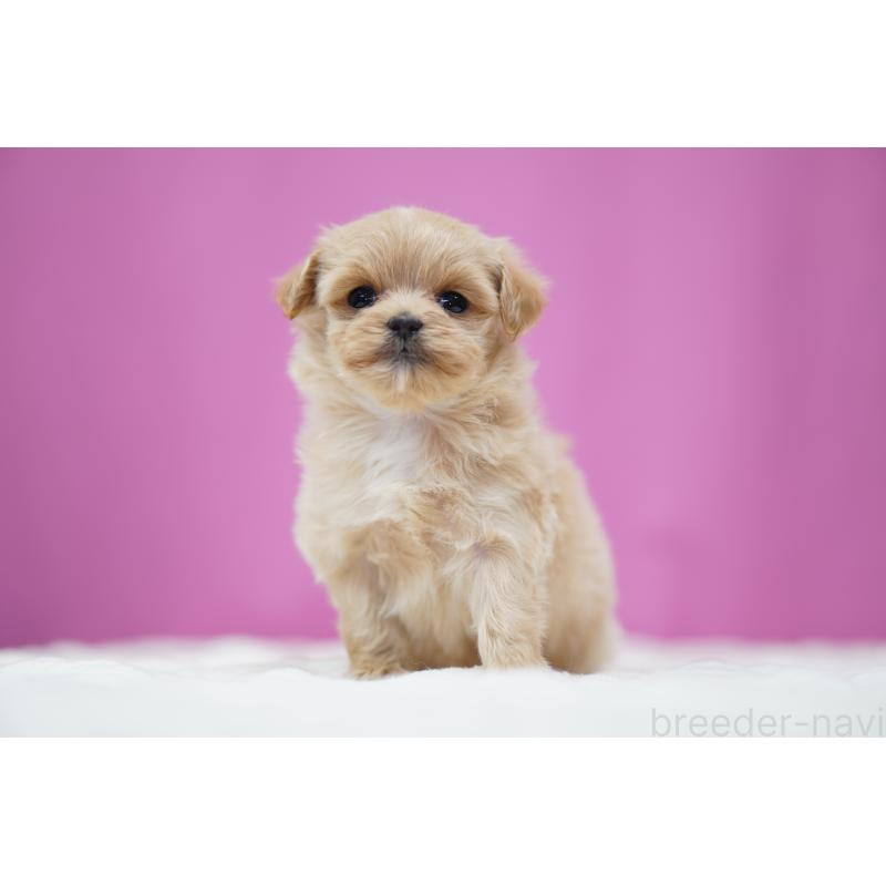 販売中の埼玉県のマルプー:マルチーズ×トイプードル-447502の4枚目