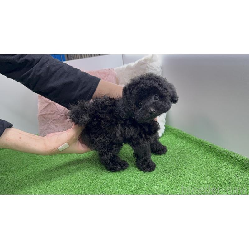 販売中の新潟県のタイニープードル-447507の4枚目