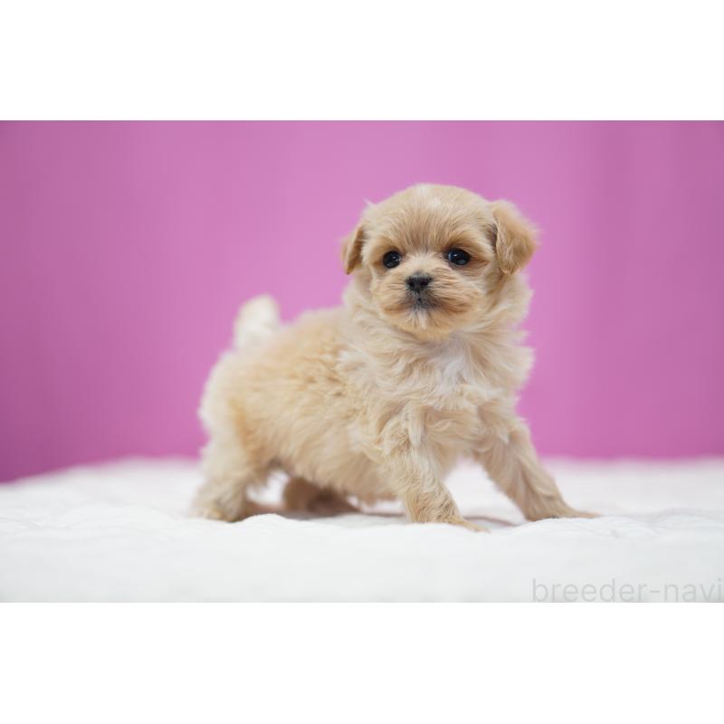 販売中の埼玉県のマルプー:マルチーズ×トイプードル-447502の2枚目