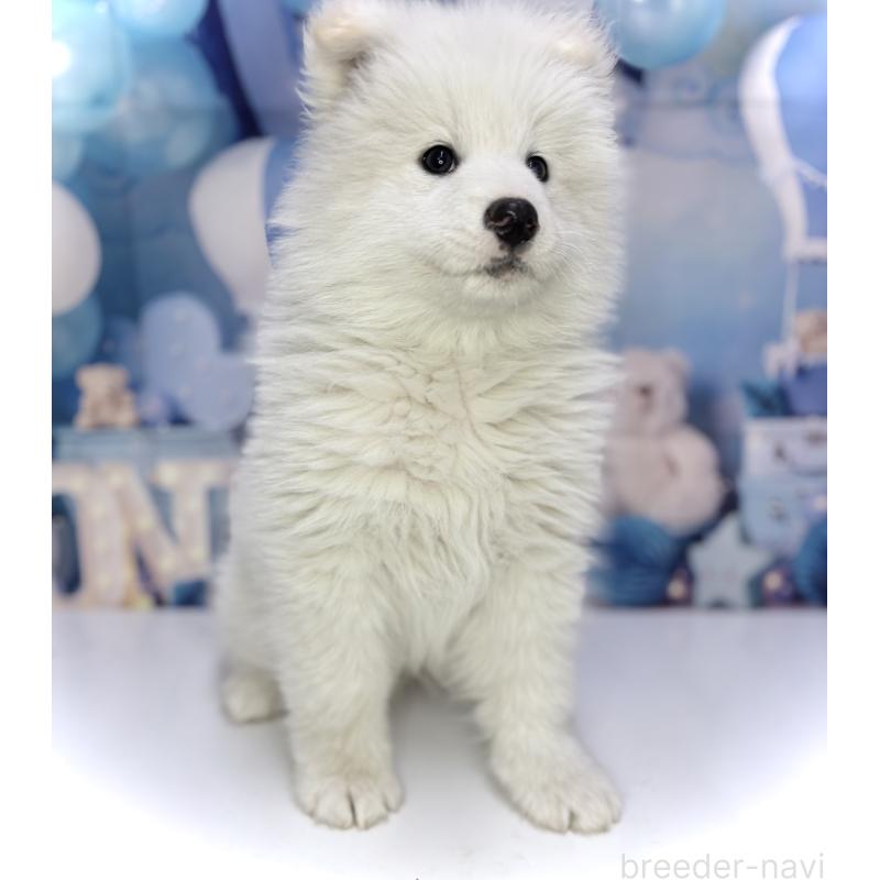 販売中の千葉県のサモエド-438694の5枚目