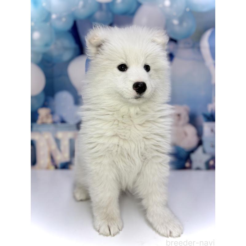 販売中の千葉県のサモエド-438694の3枚目