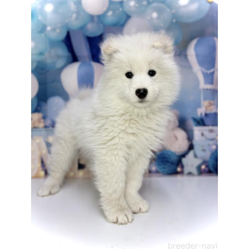 販売中の千葉県のサモエド-438694の2枚目