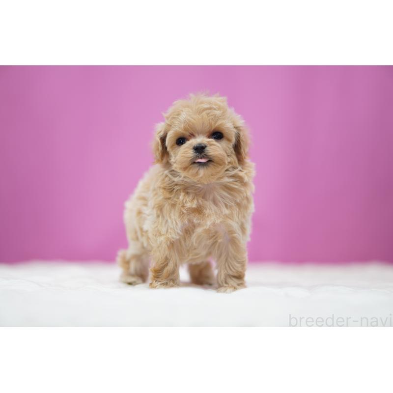 販売中の埼玉県のマルプー:マルチーズ×トイプードル-447504の5枚目