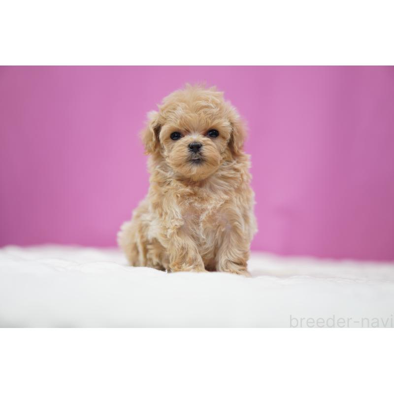 販売中の埼玉県のマルプー:マルチーズ×トイプードル-447504の4枚目