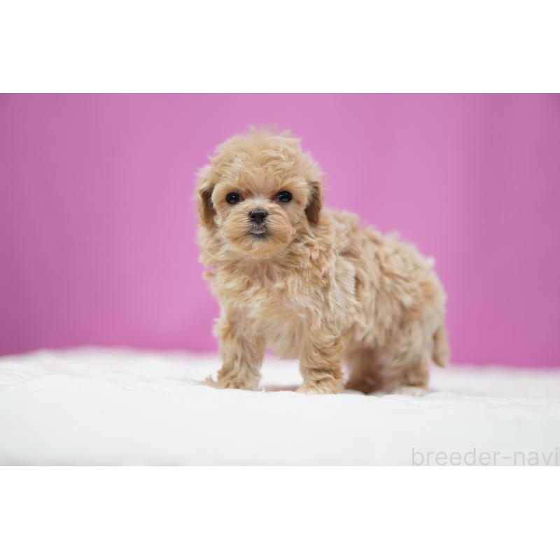 販売中の埼玉県のマルプー:マルチーズ×トイプードル-447504の2枚目