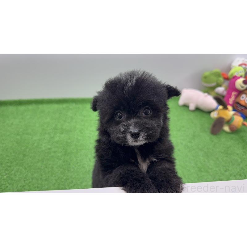 販売中の東京都のビションプー:ビションフリーゼ×トイプードル-447510の3枚目