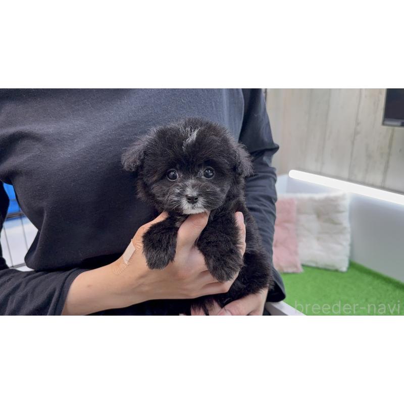 販売中の新潟県のビションプー:ビションフリーゼ×トイプードル-447513の8枚目