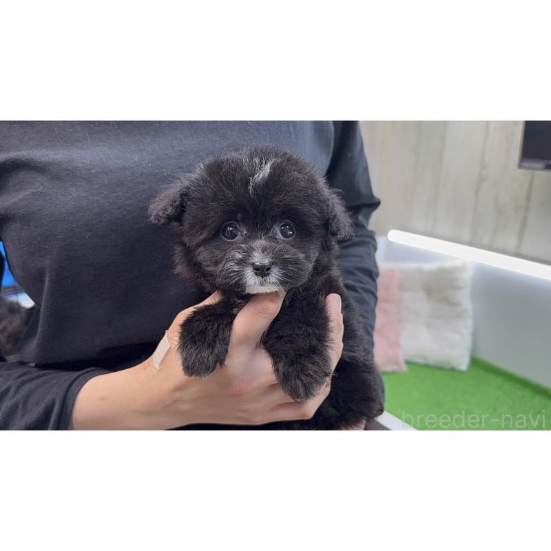 販売中の新潟県のビションプー:ビションフリーゼ×トイプードル-447513の7枚目