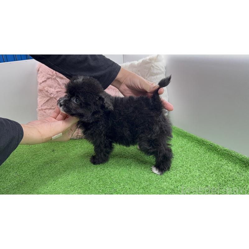 販売中の新潟県のビションプー:ビションフリーゼ×トイプードル-447513の6枚目