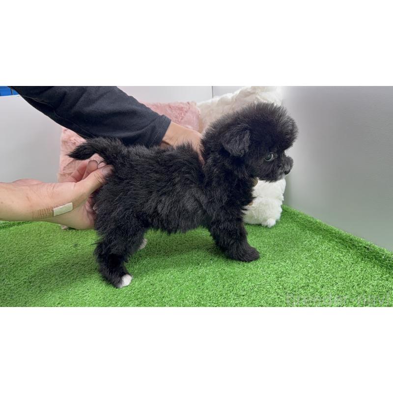 販売中の新潟県のビションプー:ビションフリーゼ×トイプードル-447513の5枚目