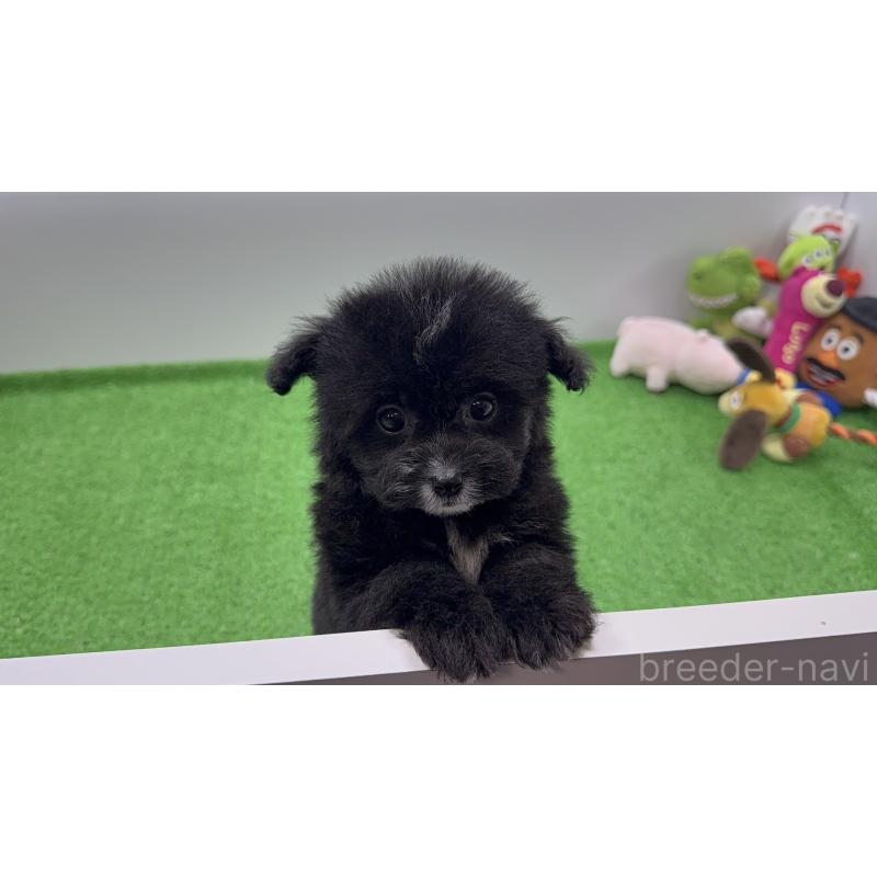 販売中の新潟県のビションプー:ビションフリーゼ×トイプードル-447513の4枚目