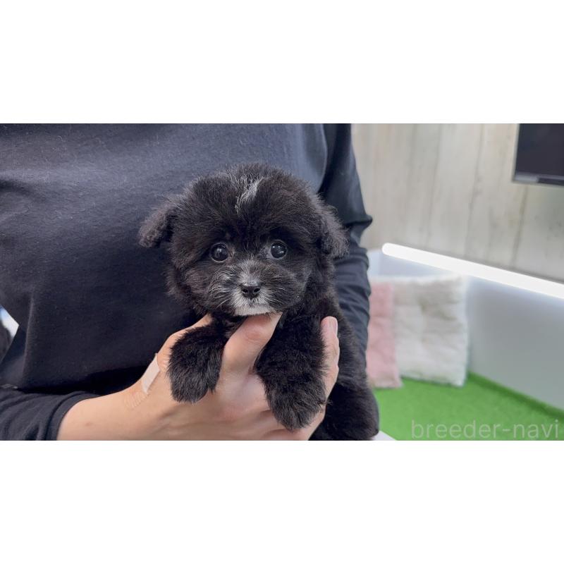 販売中の新潟県のビションプー:ビションフリーゼ×トイプードル-447513の2枚目