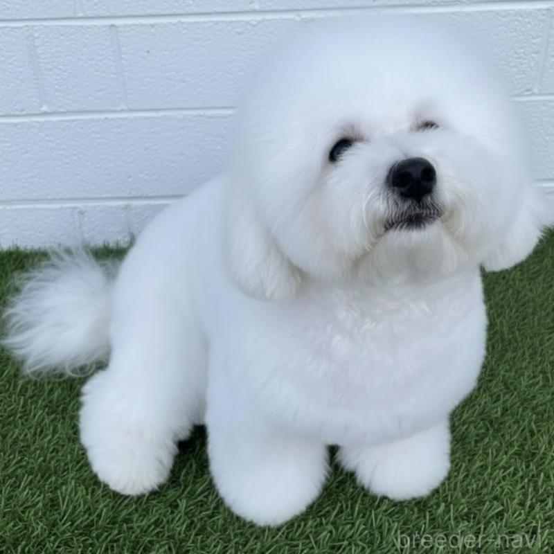 販売中の栃木県のビションフリーゼ-419193の5枚目