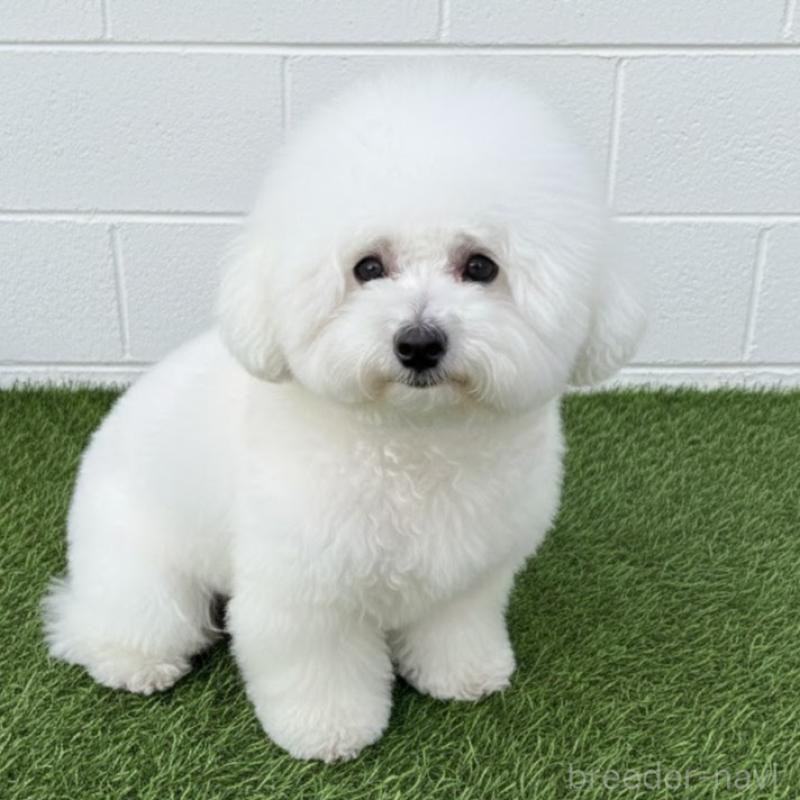 販売中の栃木県のビションフリーゼ-419193の4枚目