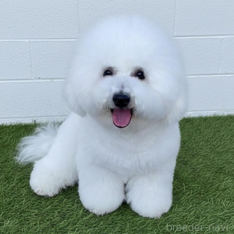 販売中の栃木県のビションフリーゼ-419193の3枚目