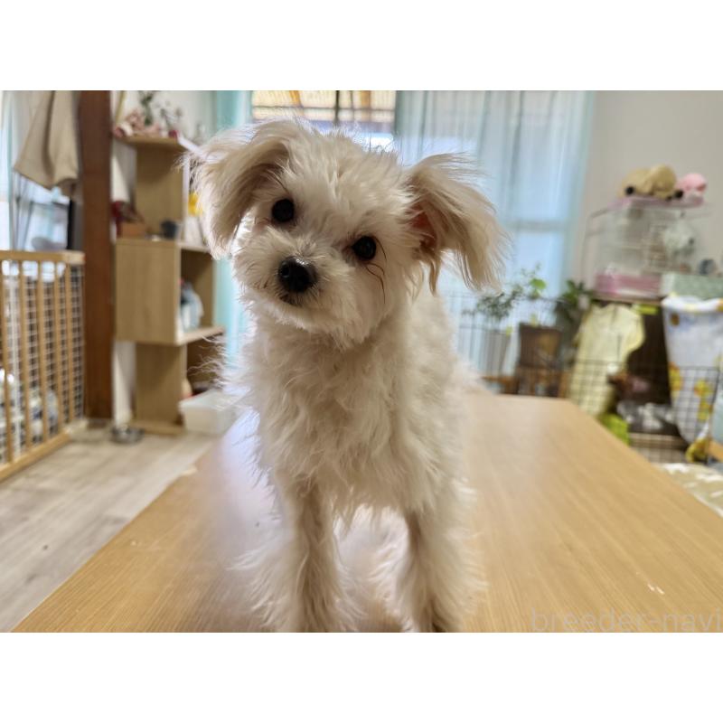 販売中の大分県のポメプー:ポメラニアン×トイプードル-418841の4枚目