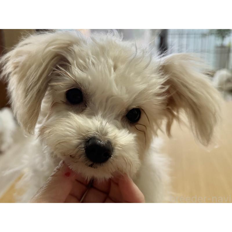 販売中の大分県のポメプー:ポメラニアン×トイプードル-418841の3枚目