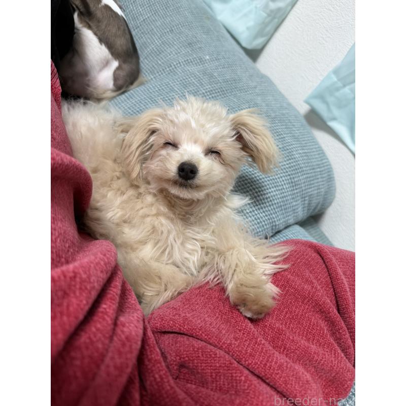 販売中の大分県のポメプー:ポメラニアン×トイプードル-418841の2枚目