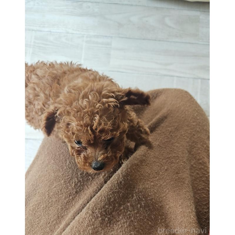 販売中の熊本県のタイニープードル-447517の2枚目