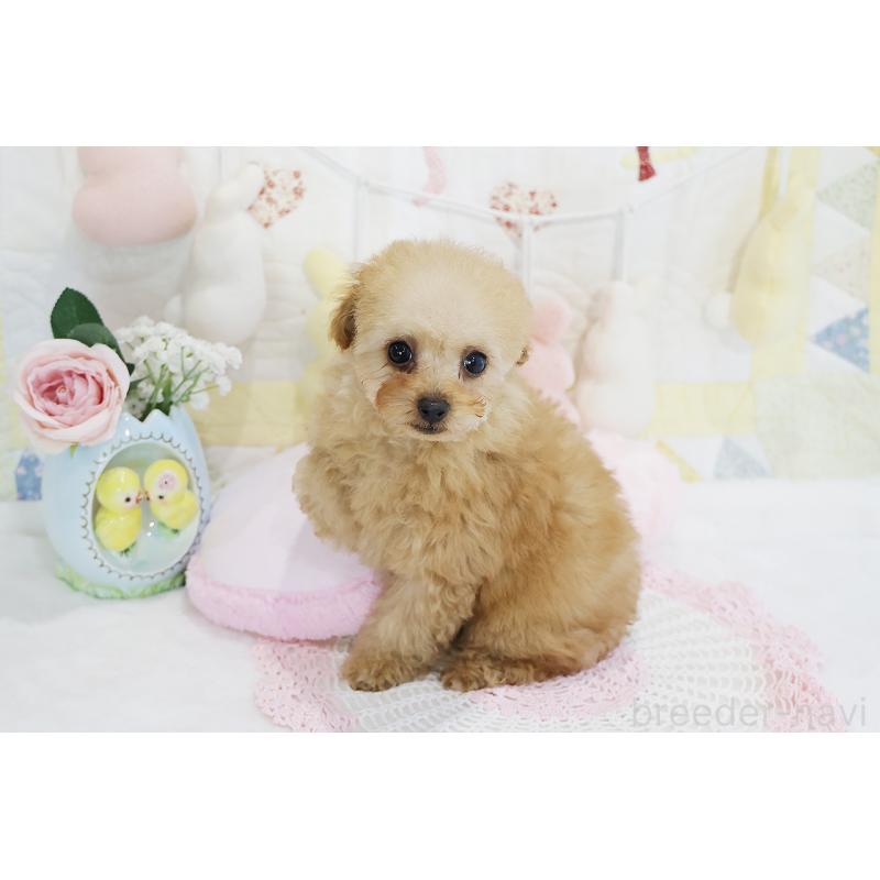 販売中の京都府のタイニープードル-442892