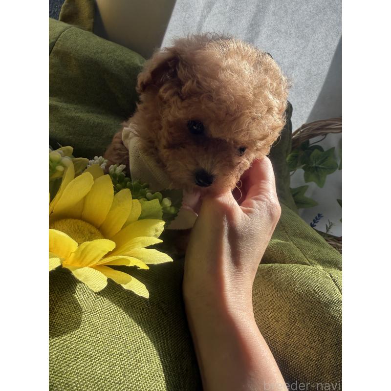 販売中の三重県のティーカッププードル-445026の7枚目