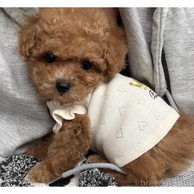 販売中の三重県のティーカッププードル-445026の6枚目