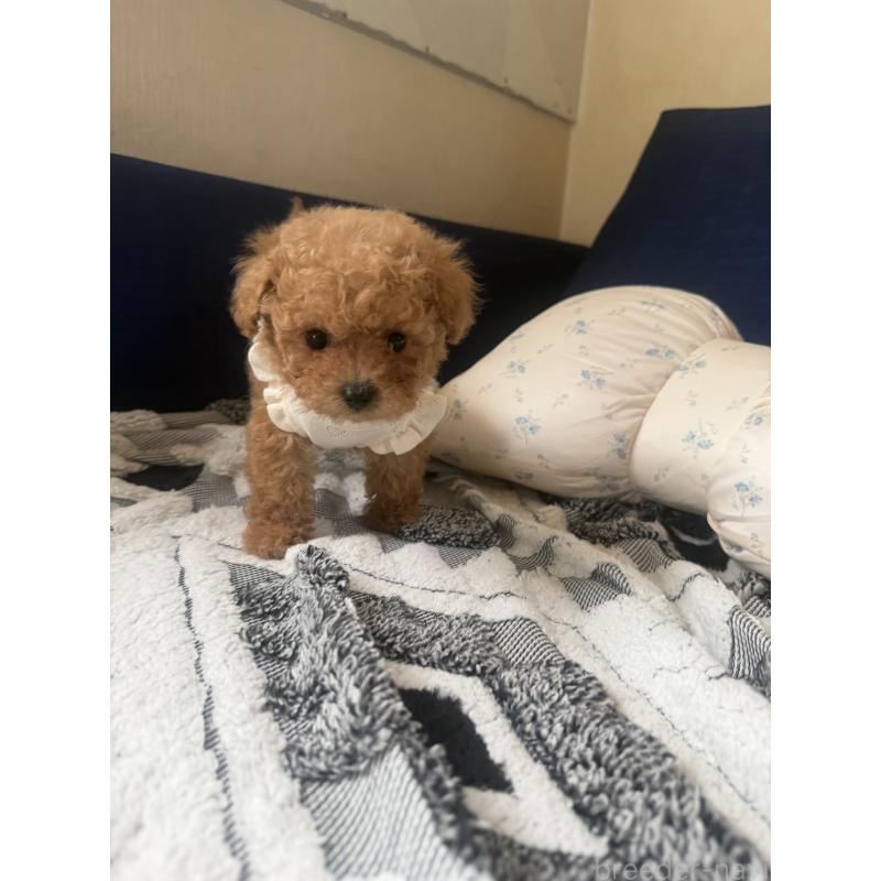 販売中の三重県のティーカッププードル-445026の4枚目