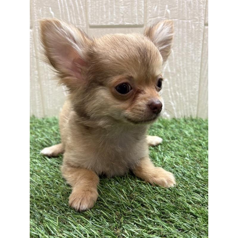 販売中の愛知県のチワワ(ロングコート)-436861