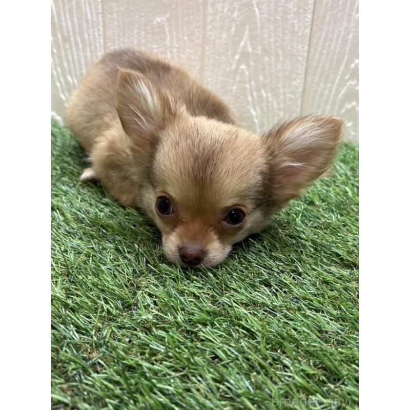 販売中の愛知県のチワワ(ロングコート)-436861の3枚目