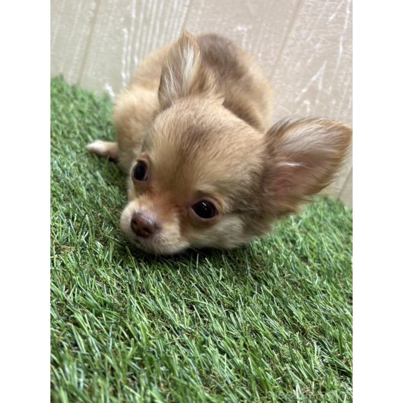 販売中の愛知県のチワワ(ロングコート)-436861の2枚目