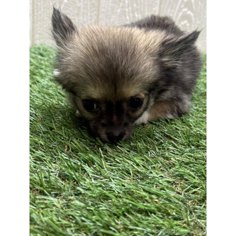 販売中の愛知県のチワワ(ロングコート)-436860の3枚目