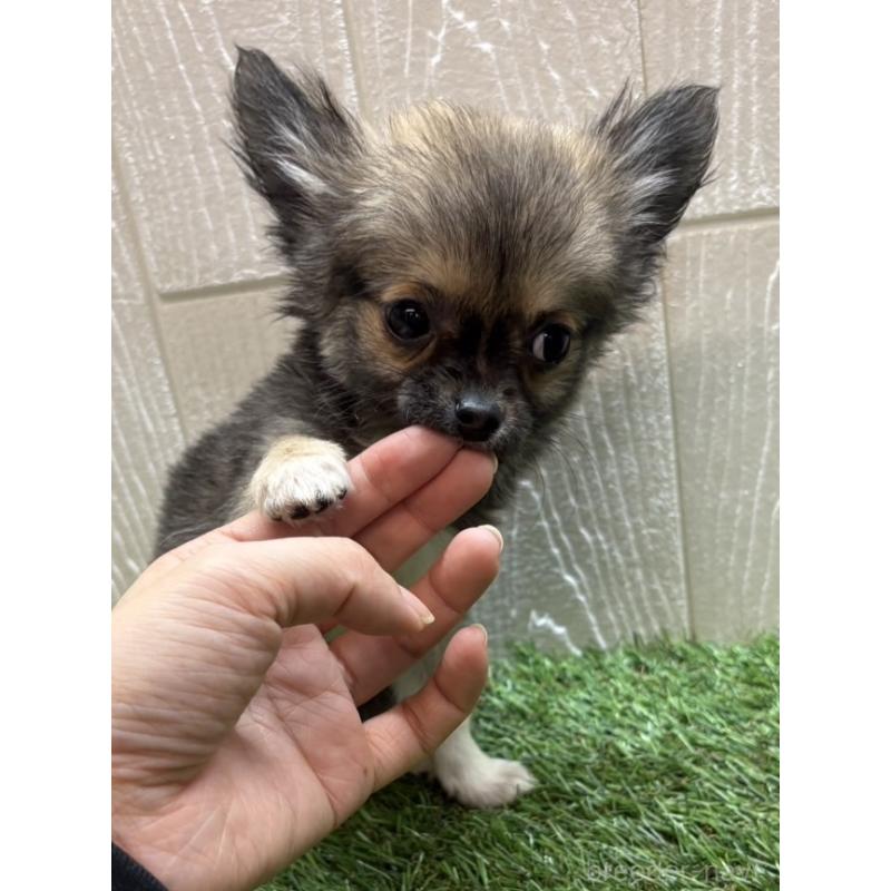 販売中の愛知県のチワワ(ロングコート)-436860の2枚目