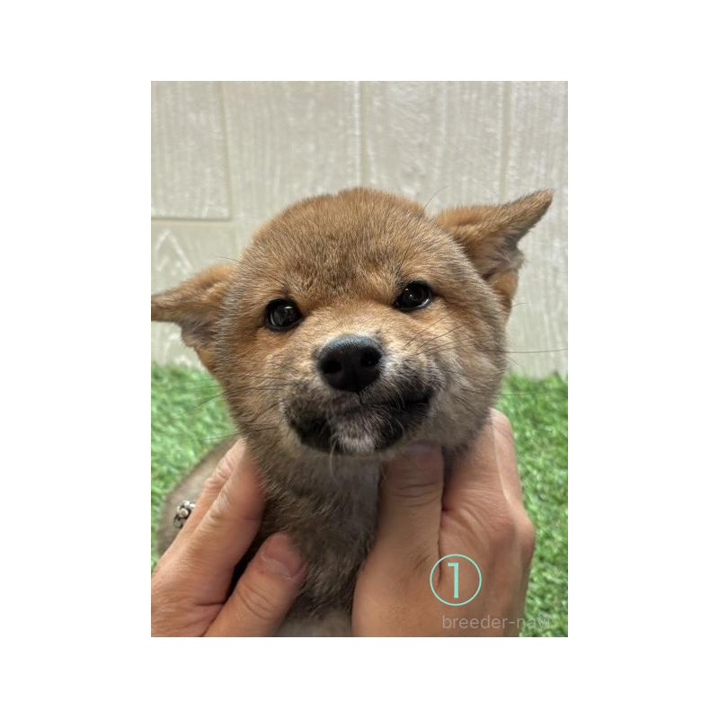 販売中の愛知県の柴犬-430894の4枚目