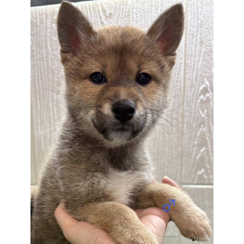 販売中の愛知県の柴犬-436030