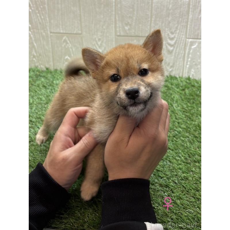販売中の愛知県の柴犬-436031