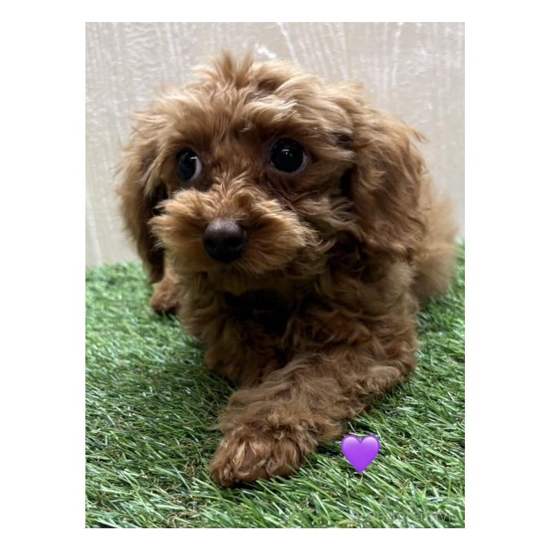 販売中の愛知県のトイプードル-429425