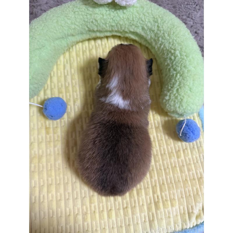 販売中の千葉県のウェルシュコーギーペンブローク-447520の3枚目