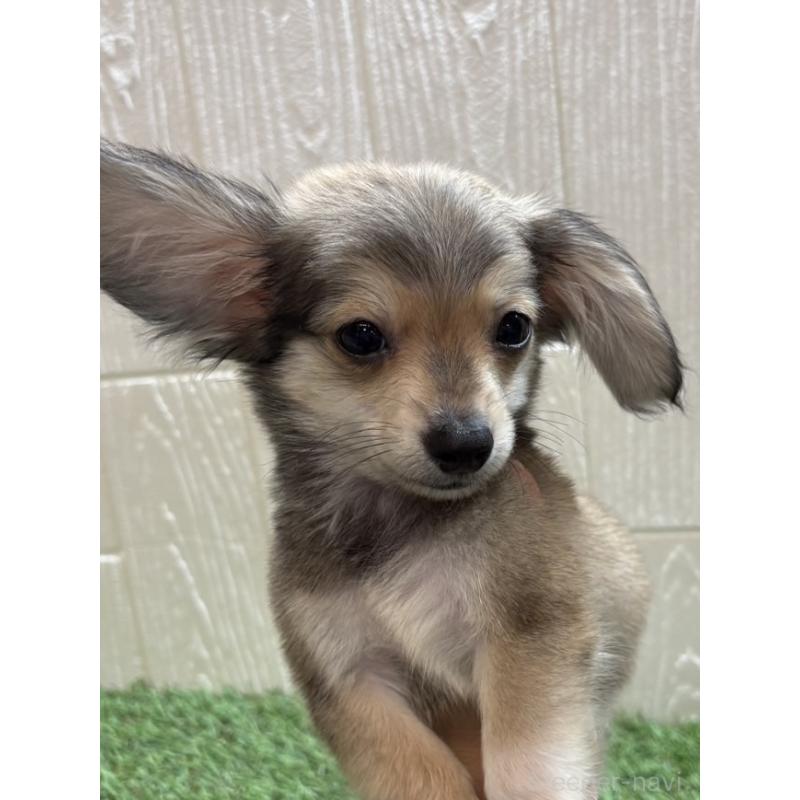 販売中の愛知県のチワックス:チワワ×ミニチュアダックスフンド-430981