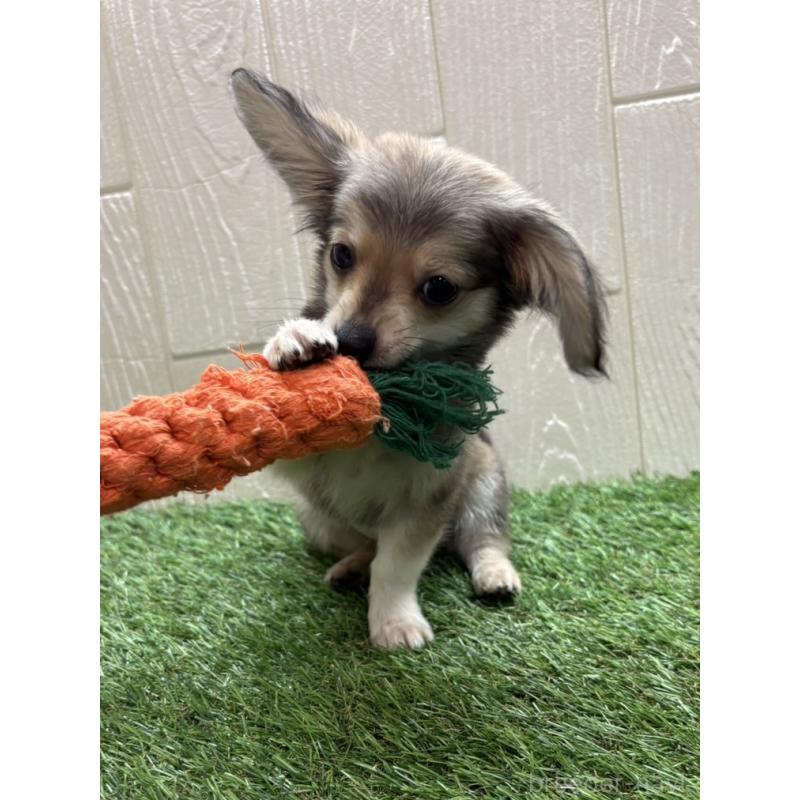 販売中の愛知県のチワックス:チワワ×ミニチュアダックスフンド-430981の5枚目