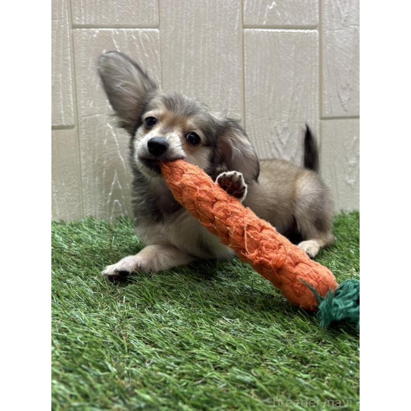 販売中の愛知県のチワックス:チワワ×ミニチュアダックスフンド-430981の4枚目