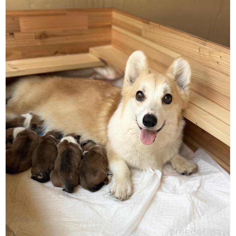 販売中の千葉県のウェルシュコーギーペンブローク-447521の2枚目