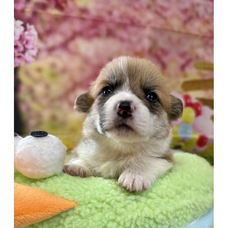 販売中の千葉県のウェルシュコーギーペンブローク-447522の6枚目